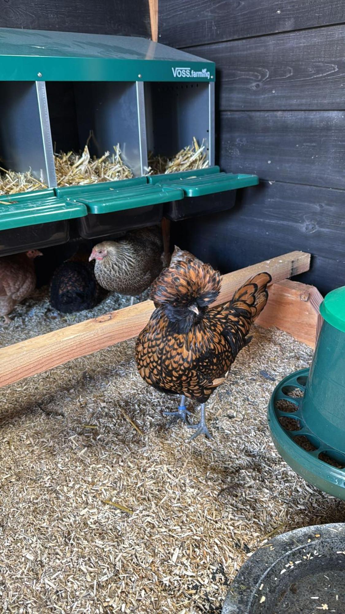 Klaartje Kip Voor 4 Personen, Landelijk Gelegen! Holiday home *